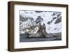 Southern Elephant Seal (Mirounga Leonina) Bulls Fighting at Gold Harbour-Michael Nolan-Framed Photographic Print