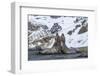 Southern Elephant Seal (Mirounga Leonina) Bulls Fighting at Gold Harbour-Michael Nolan-Framed Photographic Print