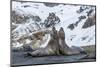 Southern Elephant Seal (Mirounga Leonina) Bulls Fighting at Gold Harbour-Michael Nolan-Mounted Photographic Print