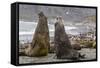 Southern Elephant Seal (Mirounga Leonina) Bulls Fighting for Territory for Mating-Michael Nolan-Framed Stretched Canvas