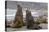 Southern Elephant Seal (Mirounga Leonina) Bulls Fighting for Territory for Mating-Michael Nolan-Stretched Canvas