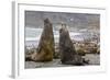 Southern Elephant Seal (Mirounga Leonina) Bulls Fighting for Territory for Mating-Michael Nolan-Framed Photographic Print