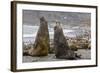 Southern Elephant Seal (Mirounga Leonina) Bulls Fighting for Territory for Mating-Michael Nolan-Framed Photographic Print