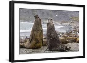 Southern Elephant Seal (Mirounga Leonina) Bulls Fighting for Territory for Mating-Michael Nolan-Framed Photographic Print