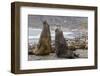 Southern Elephant Seal (Mirounga Leonina) Bulls Fighting for Territory for Mating-Michael Nolan-Framed Photographic Print