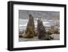 Southern Elephant Seal (Mirounga Leonina) Bulls Fighting for Territory for Mating-Michael Nolan-Framed Photographic Print