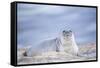 Southern elephant seal (Mirounga leonina) female resting on a sandy beach-Marco Simoni-Framed Stretched Canvas