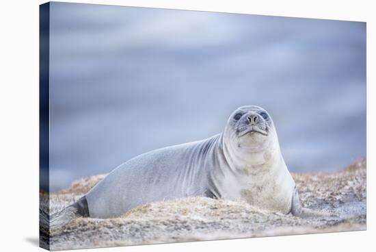 Southern elephant seal (Mirounga leonina) female resting on a sandy beach-Marco Simoni-Stretched Canvas