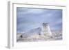 Southern elephant seal (Mirounga leonina) female resting on a sandy beach-Marco Simoni-Framed Photographic Print