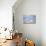 Southern elephant seal (Mirounga leonina) female resting on a sandy beach-Marco Simoni-Mounted Photographic Print displayed on a wall