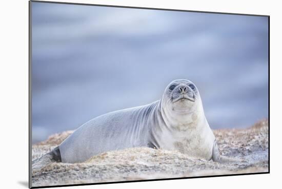 Southern elephant seal (Mirounga leonina) female resting on a sandy beach-Marco Simoni-Mounted Photographic Print