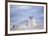 Southern elephant seal (Mirounga leonina) female resting on a sandy beach-Marco Simoni-Framed Photographic Print