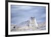 Southern elephant seal (Mirounga leonina) female resting on a sandy beach-Marco Simoni-Framed Photographic Print