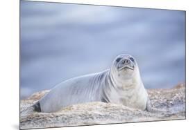 Southern elephant seal (Mirounga leonina) female resting on a sandy beach-Marco Simoni-Mounted Photographic Print