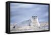 Southern elephant seal (Mirounga leonina) female resting on a sandy beach-Marco Simoni-Framed Stretched Canvas