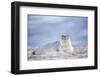 Southern elephant seal (Mirounga leonina) female resting on a sandy beach-Marco Simoni-Framed Photographic Print