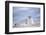 Southern elephant seal (Mirounga leonina) female resting on a sandy beach-Marco Simoni-Framed Photographic Print