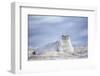 Southern elephant seal (Mirounga leonina) female resting on a sandy beach-Marco Simoni-Framed Photographic Print