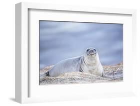 Southern elephant seal (Mirounga leonina) female resting on a sandy beach-Marco Simoni-Framed Photographic Print