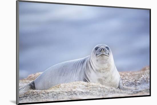 Southern elephant seal (Mirounga leonina) female resting on a sandy beach-Marco Simoni-Mounted Photographic Print