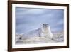 Southern elephant seal (Mirounga leonina) female resting on a sandy beach-Marco Simoni-Framed Photographic Print