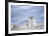 Southern elephant seal (Mirounga leonina) female resting on a sandy beach-Marco Simoni-Framed Photographic Print