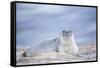 Southern elephant seal (Mirounga leonina) female resting on a sandy beach-Marco Simoni-Framed Stretched Canvas