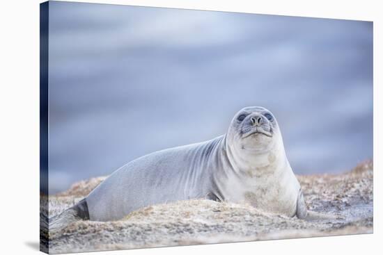 Southern elephant seal (Mirounga leonina) female resting on a sandy beach-Marco Simoni-Stretched Canvas