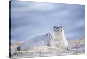 Southern elephant seal (Mirounga leonina) female resting on a sandy beach-Marco Simoni-Stretched Canvas