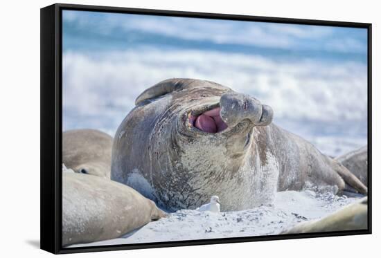 Southern elephant seal (Mirounga leonina) male on a sandy beach, Sea Lion Island, Falkland Islands-Marco Simoni-Framed Stretched Canvas