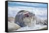 Southern elephant seal (Mirounga leonina) male on a sandy beach, Sea Lion Island, Falkland Islands-Marco Simoni-Framed Stretched Canvas