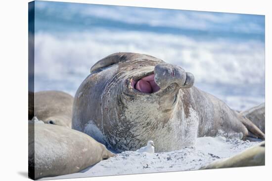 Southern elephant seal (Mirounga leonina) male on a sandy beach, Sea Lion Island, Falkland Islands-Marco Simoni-Stretched Canvas