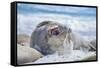 Southern elephant seal (Mirounga leonina) male on a sandy beach, Sea Lion Island, Falkland Islands-Marco Simoni-Framed Stretched Canvas