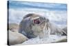 Southern elephant seal (Mirounga leonina) male on a sandy beach, Sea Lion Island, Falkland Islands-Marco Simoni-Stretched Canvas