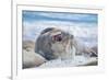 Southern elephant seal (Mirounga leonina) male on a sandy beach, Sea Lion Island, Falkland Islands-Marco Simoni-Framed Photographic Print