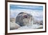 Southern elephant seal (Mirounga leonina) male on a sandy beach, Sea Lion Island, Falkland Islands-Marco Simoni-Framed Photographic Print