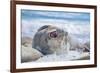 Southern elephant seal (Mirounga leonina) male on a sandy beach, Sea Lion Island, Falkland Islands-Marco Simoni-Framed Photographic Print