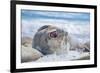 Southern elephant seal (Mirounga leonina) male on a sandy beach, Sea Lion Island, Falkland Islands-Marco Simoni-Framed Photographic Print