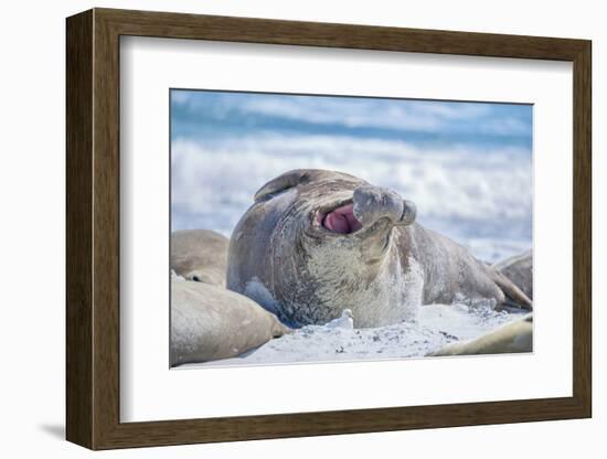 Southern elephant seal (Mirounga leonina) male on a sandy beach, Sea Lion Island, Falkland Islands-Marco Simoni-Framed Photographic Print