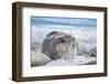 Southern elephant seal (Mirounga leonina) male on a sandy beach, Sea Lion Island, Falkland Islands-Marco Simoni-Framed Photographic Print