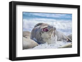 Southern elephant seal (Mirounga leonina) male on a sandy beach, Sea Lion Island, Falkland Islands-Marco Simoni-Framed Photographic Print