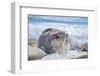 Southern elephant seal (Mirounga leonina) male on a sandy beach, Sea Lion Island, Falkland Islands-Marco Simoni-Framed Photographic Print