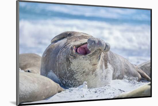 Southern elephant seal (Mirounga leonina) male on a sandy beach, Sea Lion Island, Falkland Islands-Marco Simoni-Mounted Photographic Print