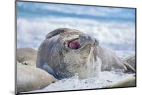 Southern elephant seal (Mirounga leonina) male on a sandy beach, Sea Lion Island, Falkland Islands-Marco Simoni-Mounted Photographic Print