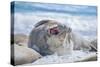 Southern elephant seal (Mirounga leonina) male on a sandy beach, Sea Lion Island, Falkland Islands-Marco Simoni-Stretched Canvas