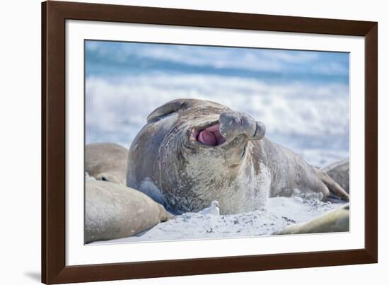 Southern elephant seal (Mirounga leonina) male on a sandy beach, Sea Lion Island, Falkland Islands-Marco Simoni-Framed Photographic Print