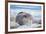 Southern elephant seal (Mirounga leonina) male on a sandy beach, Sea Lion Island, Falkland Islands-Marco Simoni-Framed Photographic Print