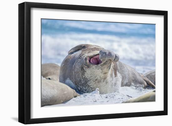 Southern elephant seal (Mirounga leonina) male on a sandy beach, Sea Lion Island, Falkland Islands-Marco Simoni-Framed Photographic Print