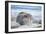 Southern elephant seal (Mirounga leonina) male on a sandy beach, Sea Lion Island, Falkland Islands-Marco Simoni-Framed Photographic Print