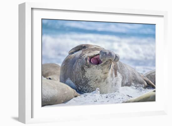 Southern elephant seal (Mirounga leonina) male on a sandy beach, Sea Lion Island, Falkland Islands-Marco Simoni-Framed Photographic Print